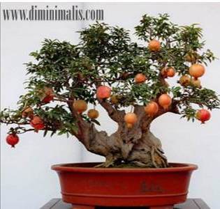 cara membuat bonsai buah, cara membuat bonsai buah naga, cara membuat bonsai buah jeruk, cara membuat bonsai buah-buahan, pohon bonsai berbuah