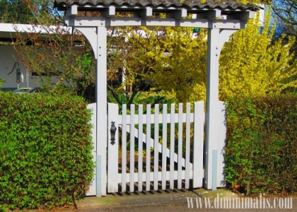 aneka pagar hidup, macam-macam tanaman pagar, tanaman untuk pagar rumah minimalis, tanaman pagar hidup 