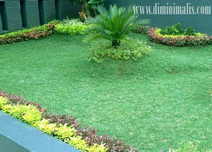 Cara merawat rumput gajah, Cara merawat rumput gajah mini, bagaimana Cara merawat rumput gajah