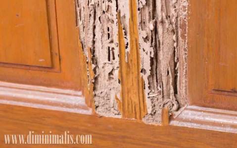 kayu tahan rayap, cara membuat kayu tahan rayap, agar kayu tahan rayap