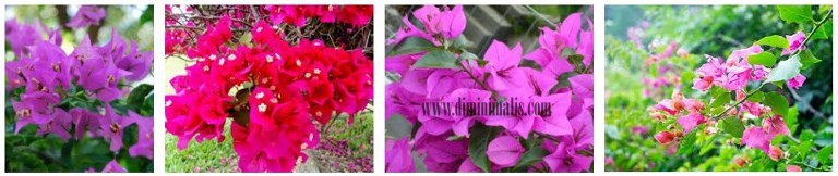 bougenvile jenis tanaman untuk taman minimalis - diminimalis