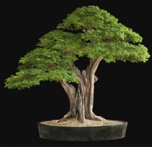 bonsai asem Jawa termahal, jenis pohon bonsai termahal, gambar bonsai asem, harga bonsai asem, bonsai asem jawa terbaik, bonsai langka, bonsai asem jawa juara, jenis bonsai dan harganya, bonsai terindah di dunia