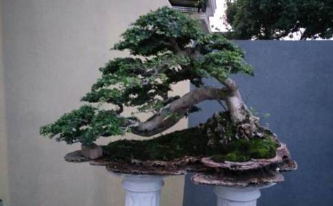 Harga Tanaman Bonsai Serut, harga bonsai serut termahal, harga bonsai serut bakalan, bonsai serut mini, harga pohon bonsai kecil, gambar bonsai serutbonsai serut besar, bonsai serut merah, harga bonsai asem