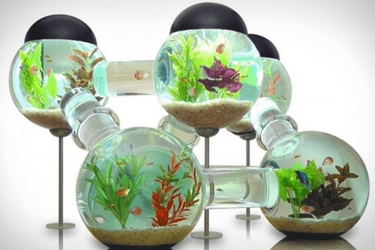 aquarium mini
