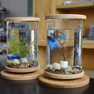 Aquarium Mini di Apartemen