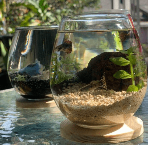Aquarium Mini di Apartemen