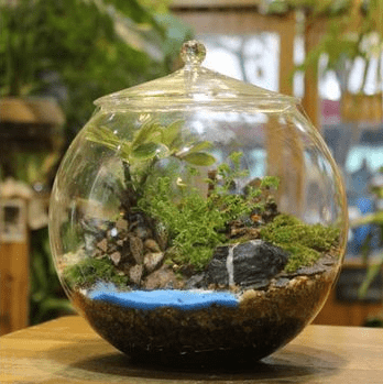 Aquarium Mini di Apartemen