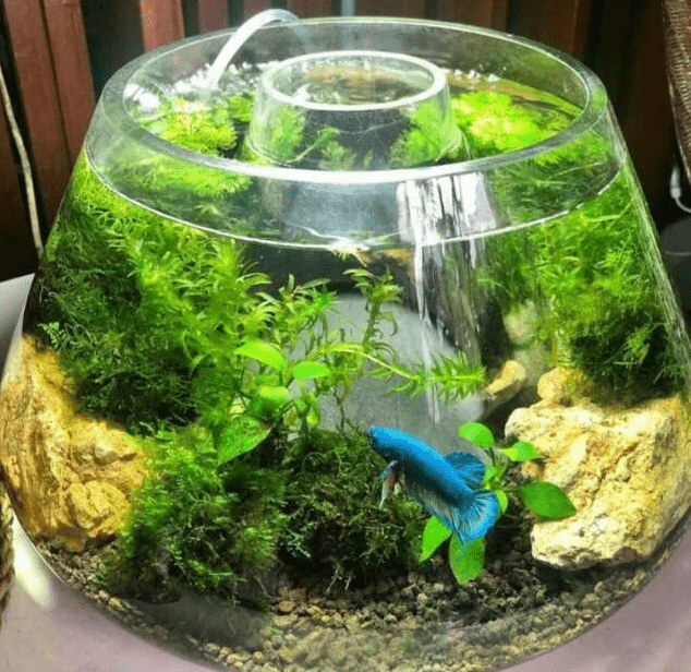 Aquarium Mini di Apartemen