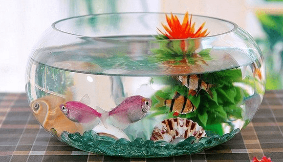 Aquarium Mini di Apartemen