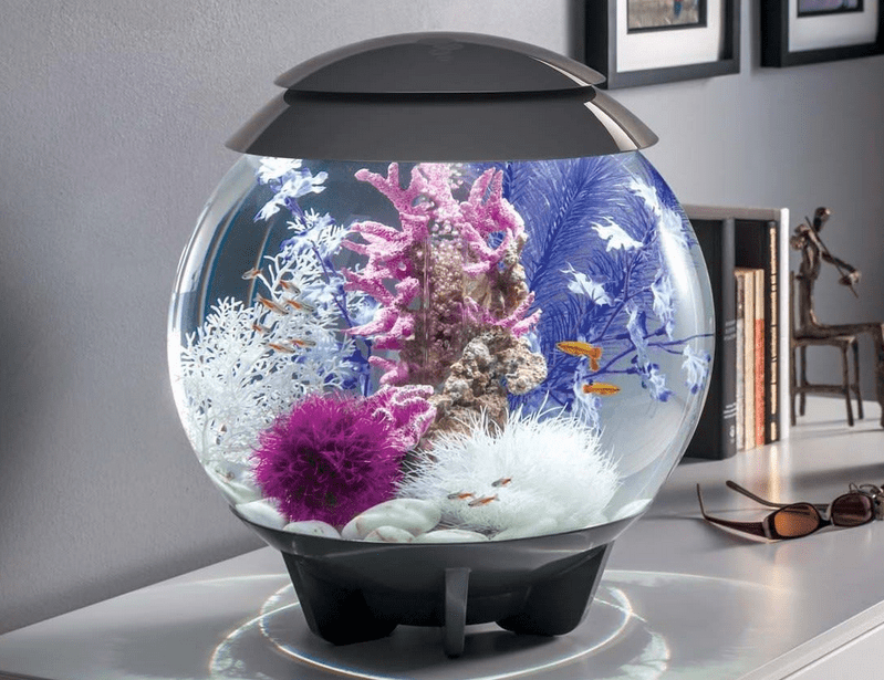 Aquarium Mini di Apartemen