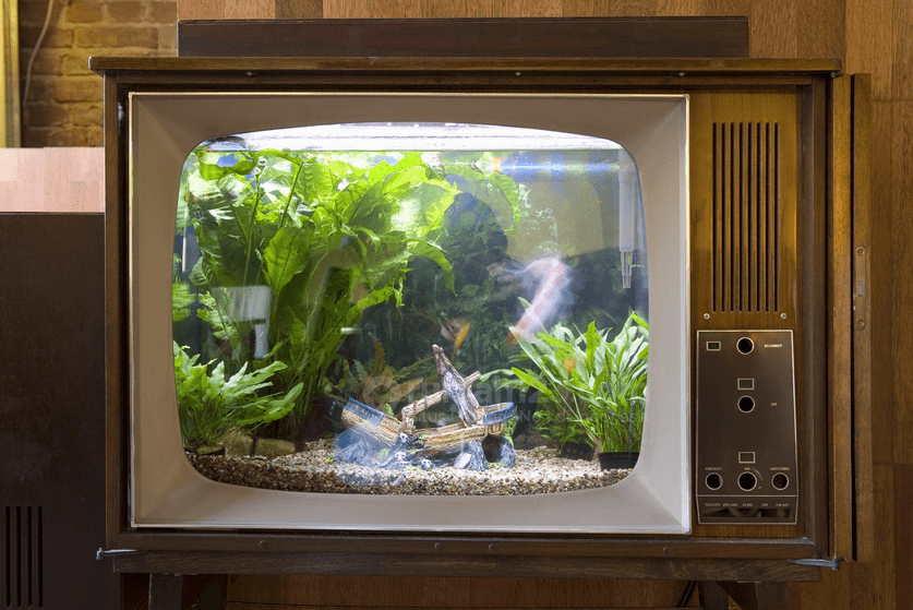 Aquarium Mini di Apartemen