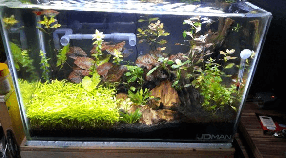 Cara Membersihkan Kaca Aquarium