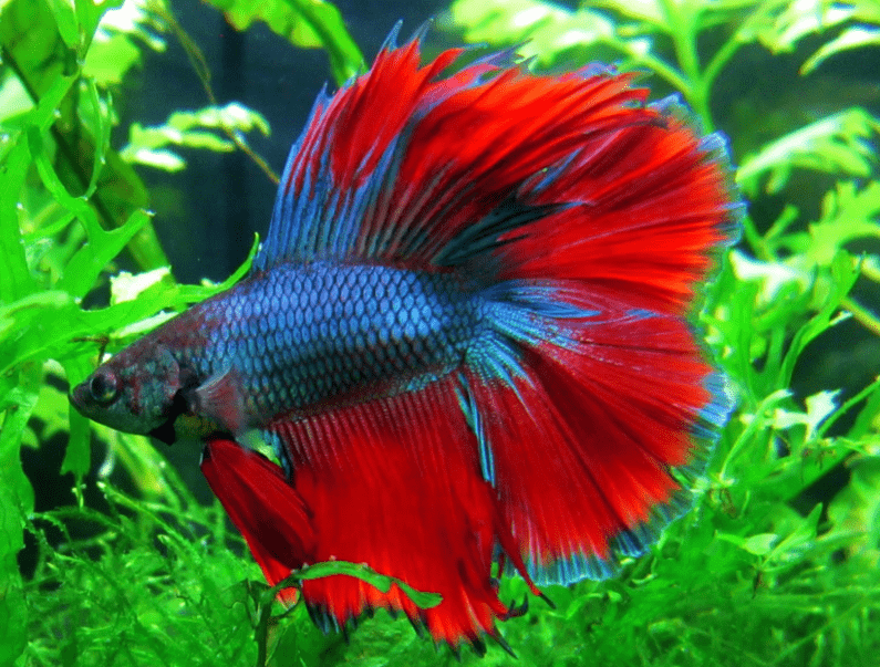 Ikan Hias Aquarium Mini