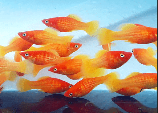 Ikan Hias Aquarium Mini