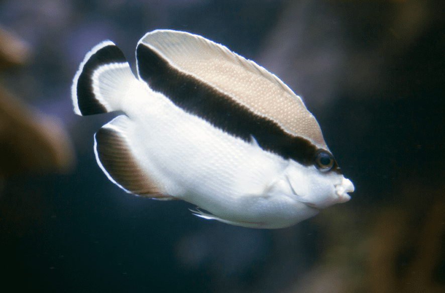 Ikan Hias Aquarium Mini