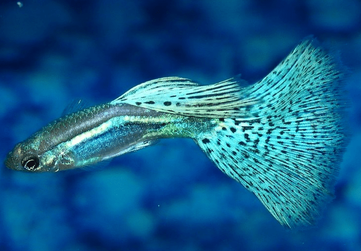 Ikan Hias Aquarium Mini