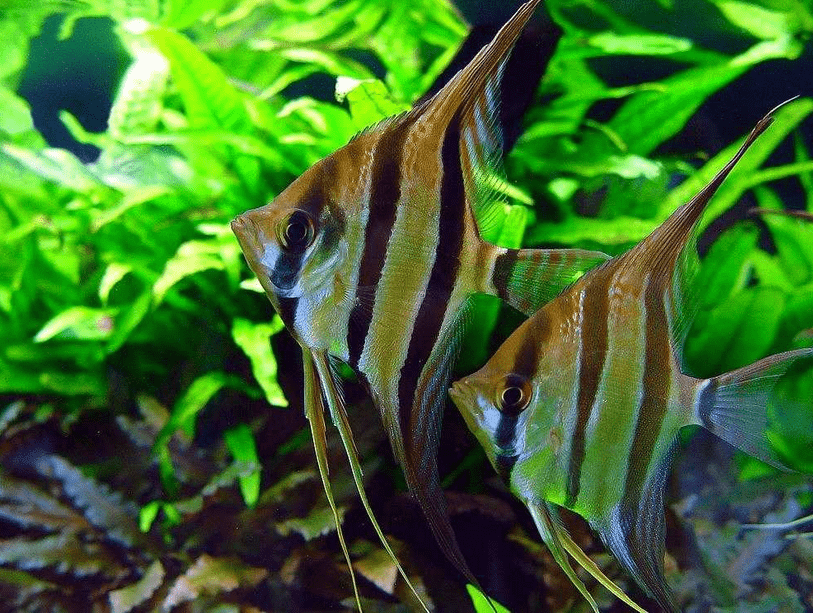 Ikan Hias Aquarium Mini