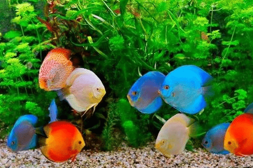 Ikan Hias Aquarium Mini