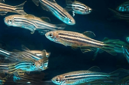 Ikan Hias Aquarium Mini