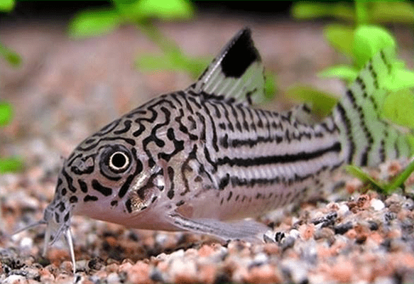 Ikan Hias Aquarium Mini